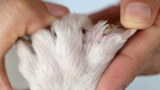 3. Check their paws: Your pet's paws can be one of the most affected areas in the summer months. Heat, pool chemicals, and hot pavement can quickly cause skin irritation and burns to your pet's pads. Make sure you check your pet's paws frequently and clean them with a damp cloth. You can also use a pet paw balm to prevent dryness or burns.(Pixabay)