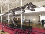 Visitors watch the skeleton of a Tyrannosaurus rex named Trinity, during a preview by auction house Koller at the Tonhalle Zurich concert hall, on Wednesday, in Zurich, Switzerland.