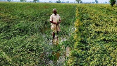 Procurement refers to the Centre’s purchases of cereals at federally fixed floor prices, which are then redistributed to nearly 800 million beneficiaries of the National Food Security Act 2013. (HT) Procurement refers to the Centre’s purchases of cereals at federally fixed floor prices, which are then redistributed to nearly 800 million beneficiaries of the National Food Security Act 2013. (HT)