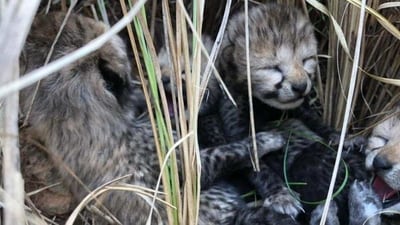Siyaya was among the eight cheetahs that were translocated to India on September 17 in 2022. (Twitter | Bhupender Yadav) (HT_PRINT) Siyaya was among the eight cheetahs that were translocated to India on September 17 in 2022. (Twitter | Bhupender Yadav) (HT_PRINT)