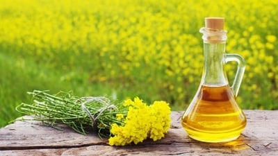 Mustard oil: Mustard oil contains a compound called allyl isothiocyanate, which helps in reducing the pain caused by inflammation in the body. Massage mustard oil all over your body and leave it on for 30 mins before taking a shower. (Unsplash) Mustard oil: Mustard oil contains a compound called allyl isothiocyanate, which helps in reducing the pain caused by inflammation in the body. Massage mustard oil all over your body and leave it on for 30 mins before taking a shower. (Unsplash)