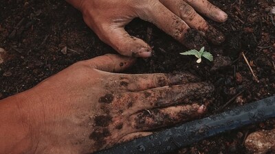 Plan your garden: Before you start planting, make a plan for your garden. Decide on the layout, what plants you want to grow, and where to place them. This will help you optimise space and ensure that your plants have the best chance of success. (Unsplash)