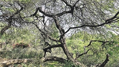 Tamil Nadu’s long fight against Prosopis juliflora (Ravi Choudhary/HT PHOTO) Tamil Nadu’s long fight against Prosopis juliflora (Ravi Choudhary/HT PHOTO)