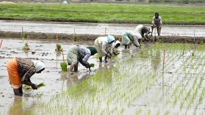 Despite running 70% of India's livestock sector and 50% of agricultural practises on their own, rural women have not received the recognition they deserve, primarily due to low literacy rates, a lack of digital skills, and inadequate social and financial security. (Flickr) Despite running 70% of India's livestock sector and 50% of agricultural practises on their own, rural women have not received the recognition they deserve, primarily due to low literacy rates, a lack of digital skills, and inadequate social and financial security. (Flickr)
