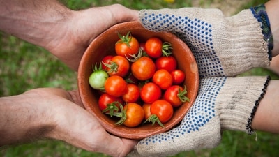 Learn from your mistakes: Gardening is a continuous learning process, and you will inevitably make mistakes along the way. Take note of what worked and what didn't and adjust your approach accordingly. Keep a gardening journal to record your observations and insights over time.&nbsp; (Unsplash)