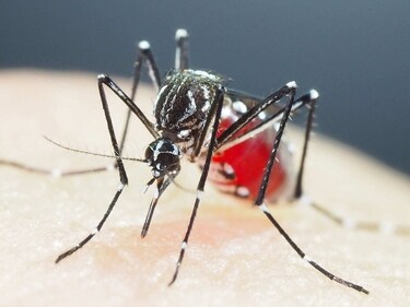 Vector-borne diseases (103) have shown the highest increase among pathogenic diseases. (AFP) Vector-borne diseases (103) have shown the highest increase among pathogenic diseases. (AFP)