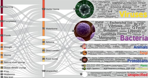 The figure shows the pathways by which climatic hazards aggravate specific pathogenic diseases. The lines’ thickness is proportional to the number of unique pathogenic diseases. The colour gradient indicates the proportional quantity of diseases, with darker colours representing larger quantities and lighter colours representing fewer. The numbers indicate the number of unique pathogenic diseases. An interactive display is available at https://camilo-mora.github.io/Diseases/. Credits: word clouds, WordArt.com; bacteria, Wikimedia Commons (www.scientificanimations.com); other images, istockphoto.” Source: Mora et al. 2022 via Nature The figure shows the pathways by which climatic hazards aggravate specific pathogenic diseases. The lines’ thickness is proportional to the number of unique pathogenic diseases. The colour gradient indicates the proportional quantity of diseases, with darker colours representing larger quantities and lighter colours representing fewer. The numbers indicate the number of unique pathogenic diseases. An interactive display is available at https://camilo-mora.github.io/Diseases/. Credits: word clouds, WordArt.com; bacteria, Wikimedia Commons (www.scientificanimations.com); other images, istockphoto.” Source: Mora et al. 2022 via Nature