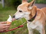 Summers can be harsh and they are even more difficult for our furry companions as they are susceptible to several heat illnesses from heatstroke to dehydration. Summers can be harsh and they are even more difficult for our furry companions as they are susceptible to several heat illnesses from heatstroke to dehydration.