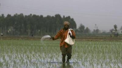 A committee under the chief secretary has been set up in Punjab to look at alternative crops to water-guzzling paddy. (AP)