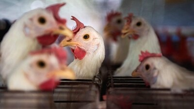 Chile Bird Flu: Chickens sit in cages at a farm. (Reuters)
