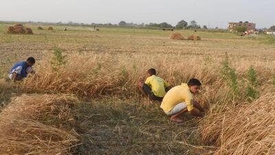 Officials said the affected farmers would be eligible to get ₹6,800 per hectare for non-irrigated land and ₹13,500 per hectare for irrigated land. (HT Photo) Officials said the affected farmers would be eligible to get ₹6,800 per hectare for non-irrigated land and ₹13,500 per hectare for irrigated land. (HT Photo)