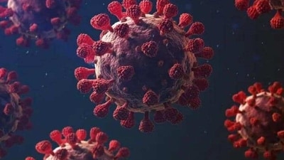 The XBB 1.16 subvariant is a highly transmissible variant with high infectivity rate (Representative Image) The XBB 1.16 subvariant is a highly transmissible variant with high infectivity rate (Representative Image)