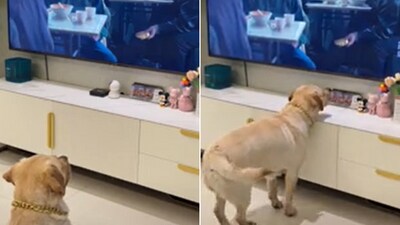 The image, taken from the Reddit video, shows the dog trying to steal food shown on TV. (Reddit/@Spikebeeb) The image, taken from the Reddit video, shows the dog trying to steal food shown on TV. (Reddit/@Spikebeeb)