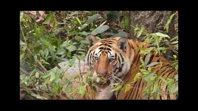 The picture of the tiger which was captured on a mobile phone at PTR on March 18. (HT Photo) The picture of the tiger which was captured on a mobile phone at PTR on March 18. (HT Photo)