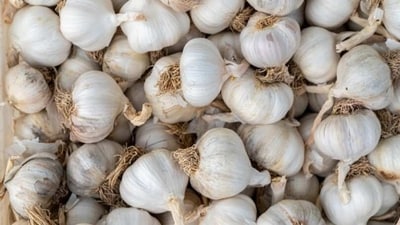 Sulphur content in garlic helps in combating viral infections and bacteria. It also makes up for the most amount of benefits of consuming garlic. (Unsplash) Sulphur content in garlic helps in combating viral infections and bacteria. It also makes up for the most amount of benefits of consuming garlic. (Unsplash)