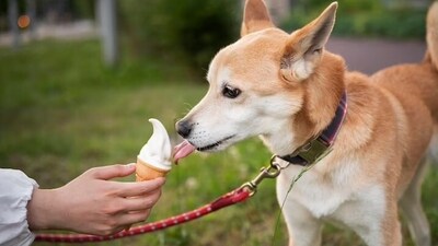 Summers can be harsh and they are even more difficult for our furry companions as they are susceptible to several heat illnesses from heatstroke to dehydration. (Freepik) Summers can be harsh and they are even more difficult for our furry companions as they are susceptible to several heat illnesses from heatstroke to dehydration. (Freepik)