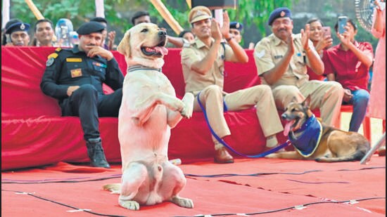 The furry bravehearts: MVC felicitates acts of courage of service canines
