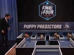 Screengrab of the video in which four puppies predict the winner of March Madness 2023 from among the Final Four