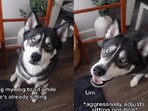 Siberian husky reacts to his pet mom giving him instructions. Siberian husky reacts to his pet mom giving him instructions.