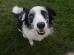 The image shows the dog whose pet dad claimed GPT-4 saved its life. The image shows the dog whose pet dad claimed GPT-4 saved its life.