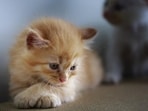 Now you can talk to a cat through Cat Gpt. Now you can talk to a cat through Cat Gpt.