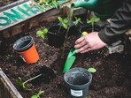 Plants are “sessile” organisms. They can’t run away from stressors such as herbivores or drought. (Representative)