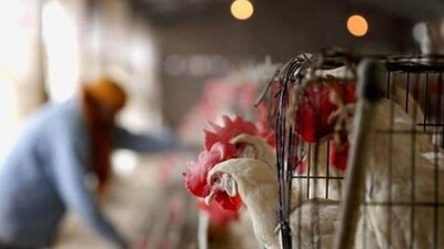 The outbreak killed 500 birds in the 11,400-strong flock, with the remaining animals culled. (Representative Image)