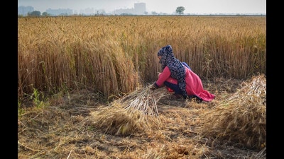 A farm worker harvests wheat crop, at a village on the outskirts of Gurugram on March 28, 2023 (PTI) A farm worker harvests wheat crop, at a village on the outskirts of Gurugram on March 28, 2023 (PTI)