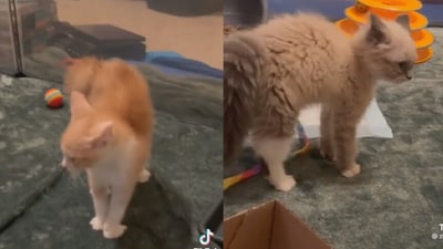 Snapshot of cats randomly staring at each other. (Reddit/@u/nikamats) Snapshot of cats randomly staring at each other. (Reddit/@u/nikamats)