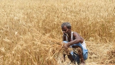 Indian agriculture and make agri supply chains more ‘efficient’, by integrating AI and data analytics. (HT Photo) Indian agriculture and make agri supply chains more ‘efficient’, by integrating AI and data analytics. (HT Photo)