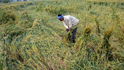 Even as a special girdawari is underway to assess the loss of crops during the previous spell of rain, another downpour across Haryana has left farmers high and dry. (PTI) Even as a special girdawari is underway to assess the loss of crops during the previous spell of rain, another downpour across Haryana has left farmers high and dry. (PTI)