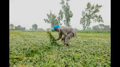Farmer examines the flattened wheat crop after heavy rain and hailstorm in Amritsar on March 25, 2023. (Sameer Sehgal/HT) Farmer examines the flattened wheat crop after heavy rain and hailstorm in Amritsar on March 25, 2023. (Sameer Sehgal/HT)