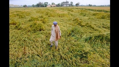 Farmer inspect the damage to wheat crop flattened by strong winds and rains, on the outskirts of Amritsar on Friday. (PTI) Farmer inspect the damage to wheat crop flattened by strong winds and rains, on the outskirts of Amritsar on Friday. (PTI)