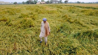Farmer inspect the damage to wheat crop flattened by strong winds and rains.