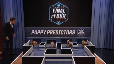Screengrab of the video in which four puppies predict the winner of March Madness 2023 from among the Final Four (Twitter/@FallonTonight)