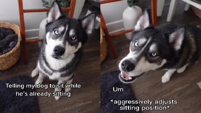 Siberian husky reacts to his pet mom giving him instructions. (Instagram/@imbluethesiberian) Siberian husky reacts to his pet mom giving him instructions. (Instagram/@imbluethesiberian)