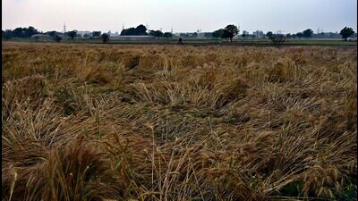 Wheat crop flattened in a field after rain lashed Ludhiana district on Friday. (Gurpreet Singh/HT) Wheat crop flattened in a field after rain lashed Ludhiana district on Friday. (Gurpreet Singh/HT)