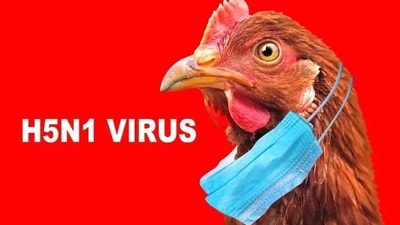 Bird flu or A(H5N1) virus is not found to be spread from person to person and its transmission from birds to humans is also rare (Shutterstock) Bird flu or A(H5N1) virus is not found to be spread from person to person and its transmission from birds to humans is also rare (Shutterstock)