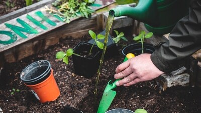 Plants are “sessile” organisms. They can’t run away from stressors such as herbivores or drought. (Representative) Plants are “sessile” organisms. They can’t run away from stressors such as herbivores or drought. (Representative)