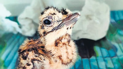 Great Indian Bustard chick hatches from birds reared in captivity Great Indian Bustard chick hatches from birds reared in captivity