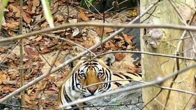 A tiger is spotted inside its enclosure at the Betla National Park, in the Palamu district of Jharkhand, March 19. (ANI Photo) A tiger is spotted inside its enclosure at the Betla National Park, in the Palamu district of Jharkhand, March 19. (ANI Photo)