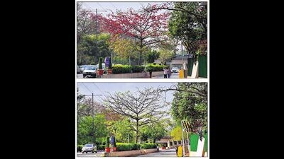 Because floral bursts can be so brief, it takes years of data to verify changes in patterns. This semal or silk cotton tree in Delhi, for instance, was bursting with flowers on March 10 and flowerless on March 25. (HT Photos: Raj K Raj, Sanjeev Verma) Because floral bursts can be so brief, it takes years of data to verify changes in patterns. This semal or silk cotton tree in Delhi, for instance, was bursting with flowers on March 10 and flowerless on March 25. (HT Photos: Raj K Raj, Sanjeev Verma)