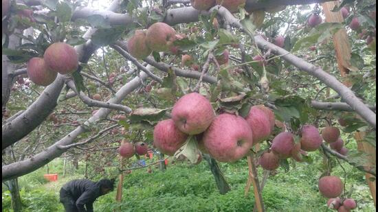 The state government is considering setting up an apple-based distillery, which would provide an additional source of income to the horticulturists as they could sell under size and rotten apples for winery products, said Himachal CM Sukhvinder Sukhu. (HT File)
