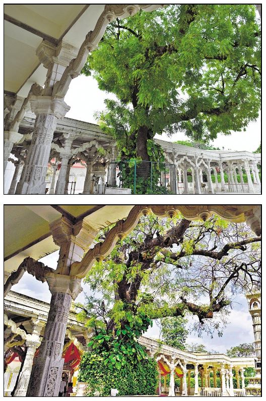 A neem tree in Delhi in July 2018 and March 2023. The neem flowers have been late this year, says botanist Sayee Girdhari. (HT Pnhotos:Sanchit Khanna, Sanjeev Verma) A neem tree in Delhi in July 2018 and March 2023. The neem flowers have been late this year, says botanist Sayee Girdhari. (HT Pnhotos:Sanchit Khanna, Sanjeev Verma)