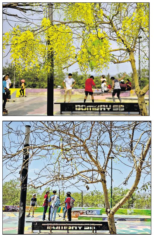 An amaltas or Indian laburnum in Mumbai in full bloom on April 15, 2022, and bare but for buds on March 26, 2023. (HT Photos: Satish Bate) An amaltas or Indian laburnum in Mumbai in full bloom on April 15, 2022, and bare but for buds on March 26, 2023. (HT Photos: Satish Bate)