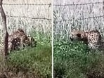 Oban was spotted in a village 20 kms away from Kuno National Park(ANI)