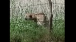 Oban is among four cheetahs imported from Namibia in September 2022 (Screengrab of video footage)