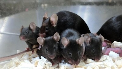 The technique may also be useful in treating severe forms of infertility.(Representational Image) (AFP) The technique may also be useful in treating severe forms of infertility.(Representational Image) (AFP)