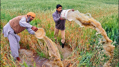BKU (Charuni) president Gurnam Singh Charuni has written a letter to Union agriculture minister Narender Singh Tomar, requesting him to announce the  ₹500 bonus in addition to the  ₹2,125 being provided to the farmers. (HT Photo for representation)