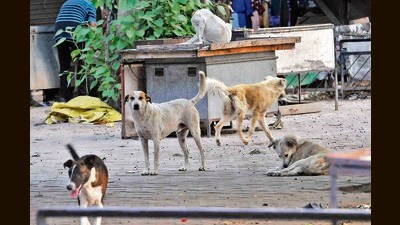 For starters, Sectors 28, 27 and 29 will be covered in coordination with resident welfare associations, area councillors and locals. (Keshav Singh/HT) For starters, Sectors 28, 27 and 29 will be covered in coordination with resident welfare associations, area councillors and locals. (Keshav Singh/HT)